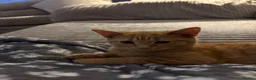Mixed Breed cats for sale: Ginger boy for rehoming  in Portsmouth - Advert 7