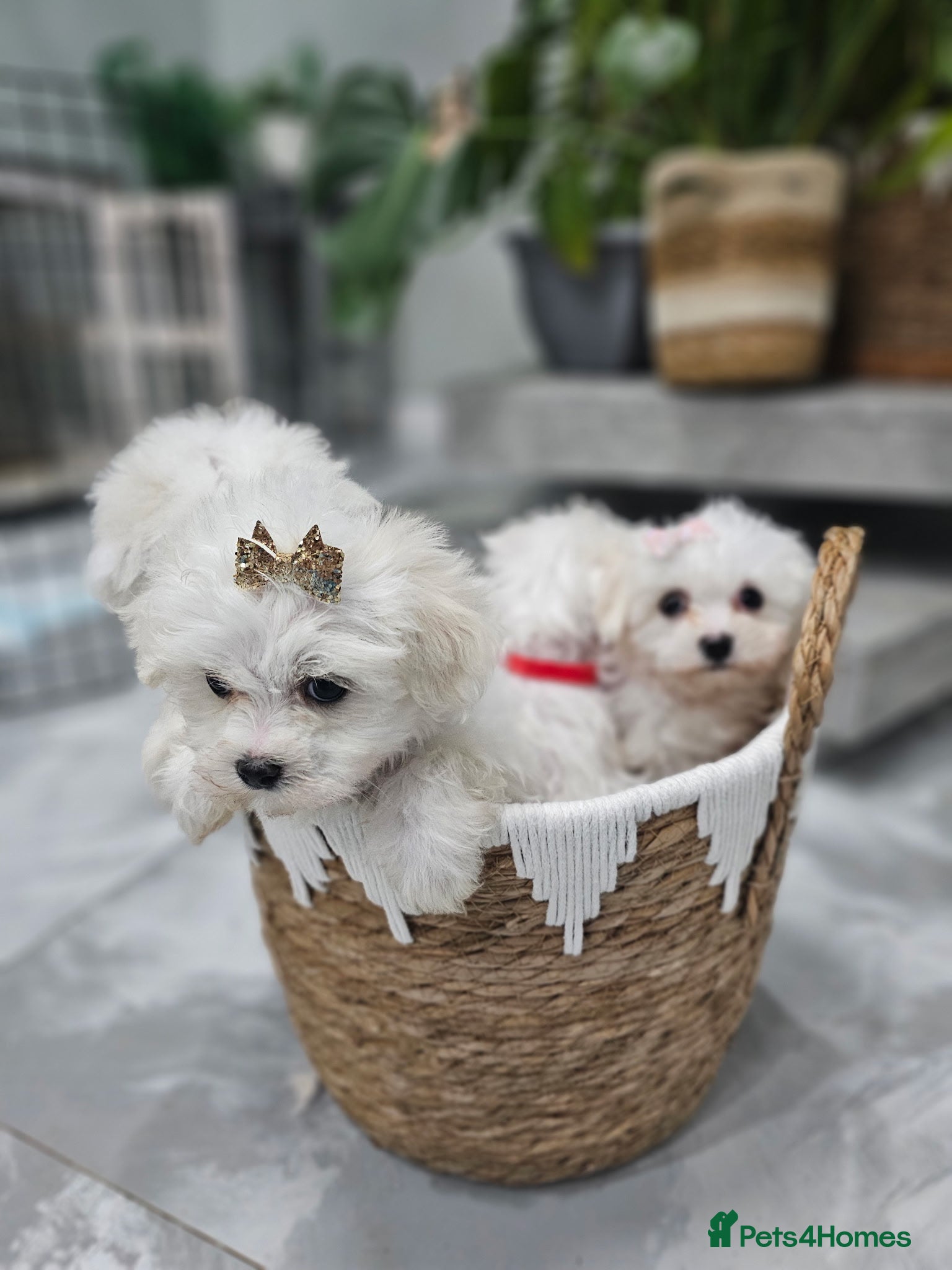 Maltese dogs 🐶 Adorable Maltese Puppies for Sale 🐶 - Advert 2