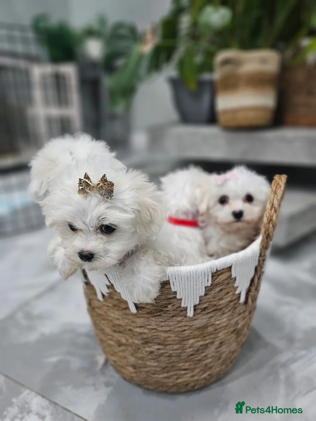 Maltese dogs for sale: 🐶 Adorable Maltese Puppies for Sale 🐶 - Advert 2