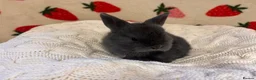 Mixed Breed rabbits for sale: Five beautiful Mini lops x English spot  - Advert 8