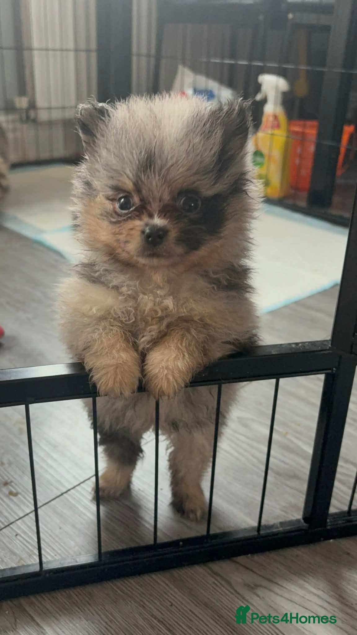 Pomeranian dogs Beautiful Pomeranians - Advert 11