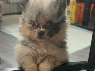 Pomeranian dogs Beautiful Pomeranians - Advert 11