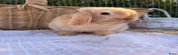 Mini Lop rabbits for sale:  Gorgeous mini Lop babies  - Advert 35