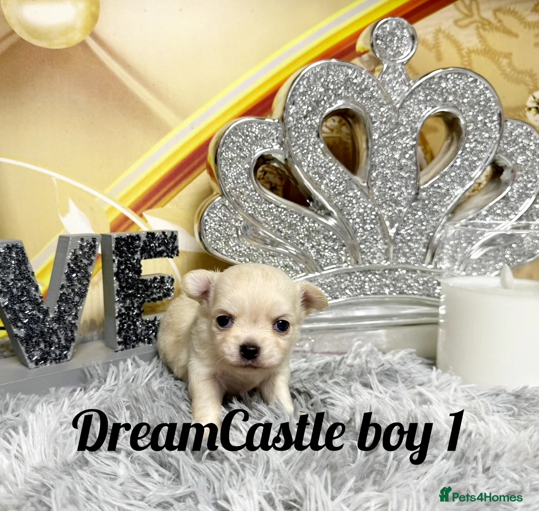 Chihuahua dogs for sale: KC reg Long coat boys available  - Advert 2