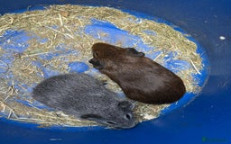 Guinea Pig rodents for sale: ** smooth guinea pigs ** - Image 1