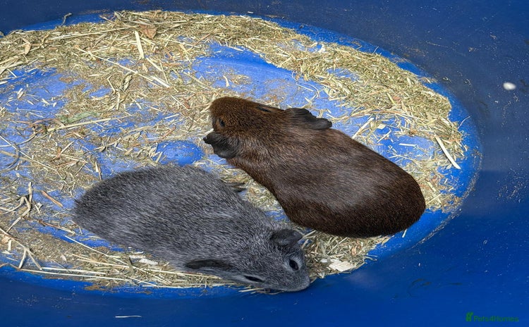 Guinea Pig rodents - Advert 1