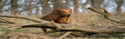 Labrador Retriever dogs for sale: Working Labrador Puppies in Warwick - Advert 5