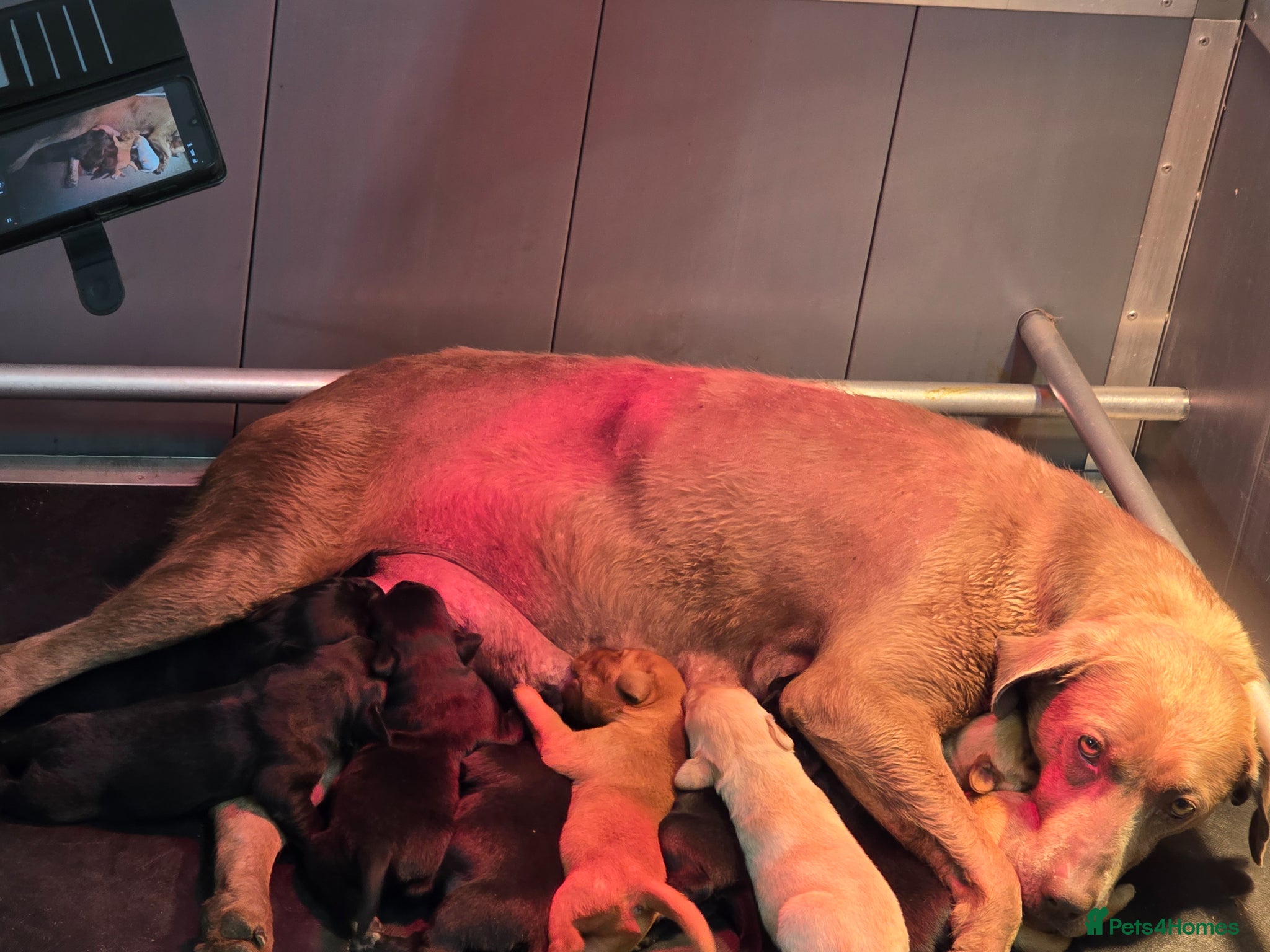 Labrador Retriever dogs for sale: Beautiful litter of puppies for sale - Advert 1