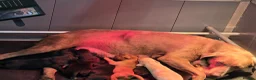 Labrador Retriever dogs for sale: Beautiful litter of puppies for sale - Advert 1