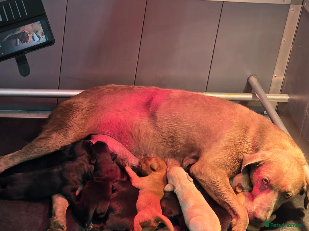 Labrador Retriever dogs for sale: Beautiful litter of puppies for sale - Advert 1