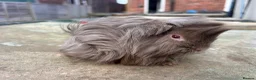 Guinea Pig rodents for sale: Beautiful long haired guinea pigs to reserve  - Advert 6