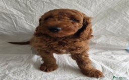 Goldendoodle dogs for sale: 👑Superb Rare Toy/Mini Deepest Red Goldendoodles👑 - Image 11