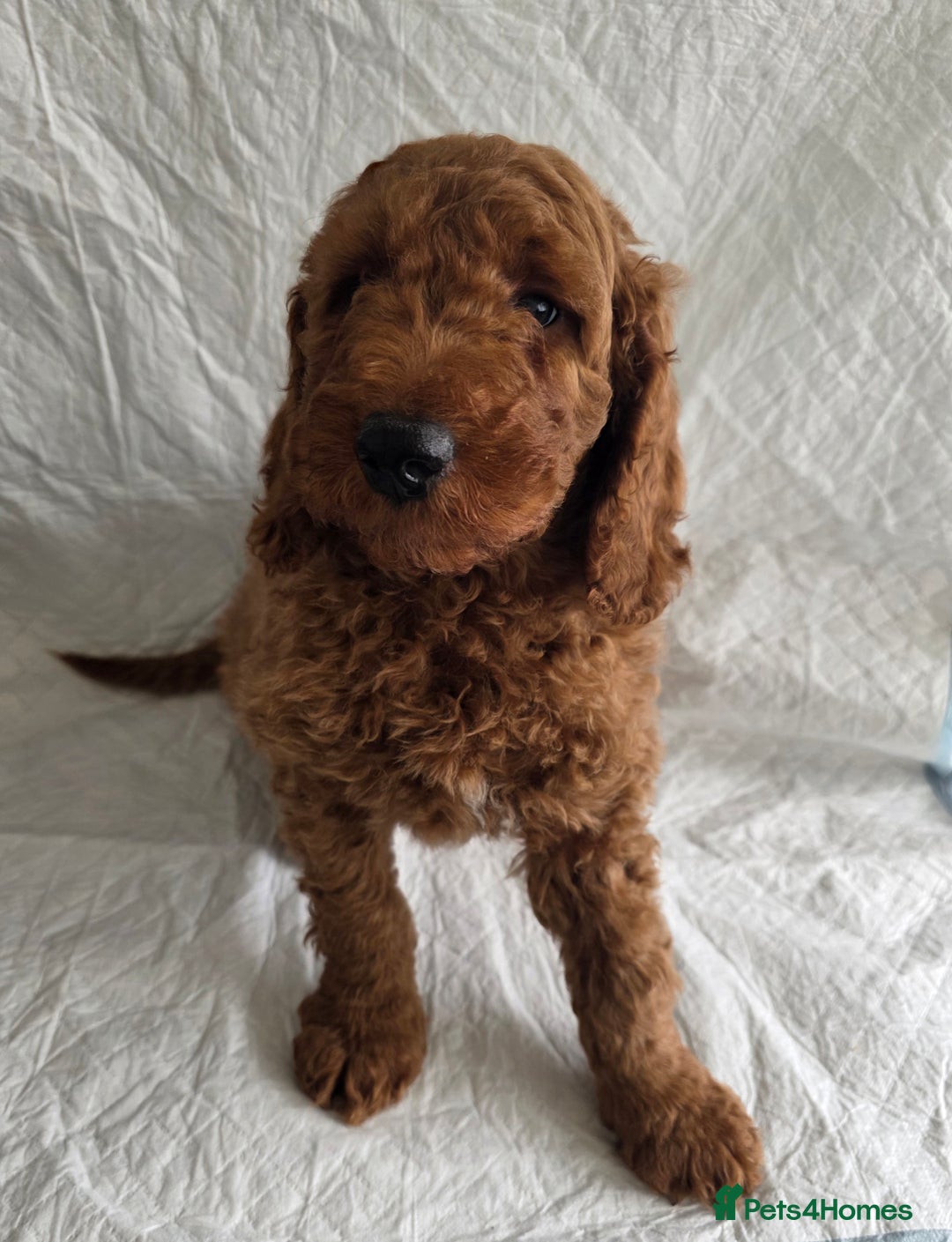 Goldendoodle dogs for sale: 👑Superb Rare Toy/Mini Deepest Red Goldendoodles👑 - Image 11