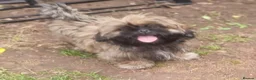 Shih Tzu dogs for sale: Pupies for sold. - Advert 2