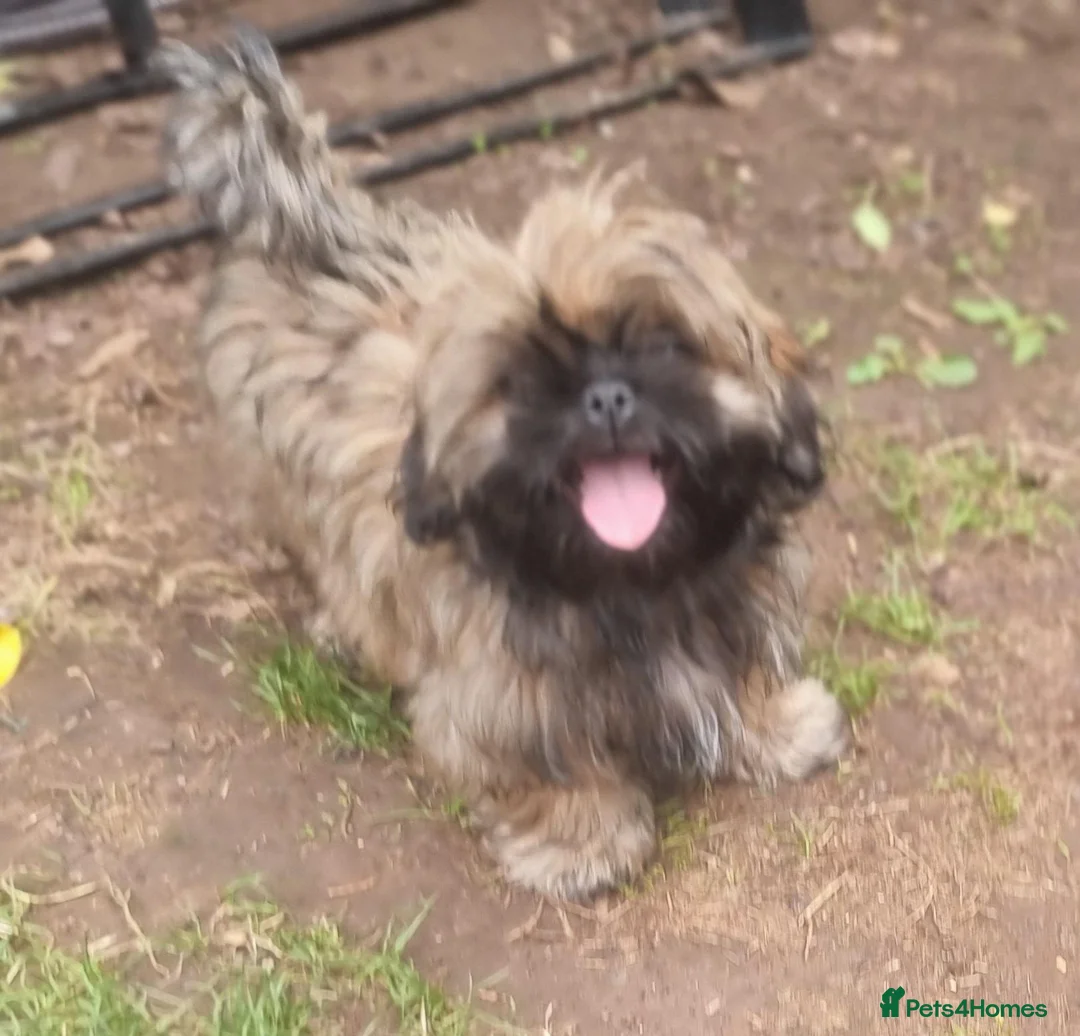 Shih Tzu dogs for sale: Pupies for sold. - Advert 2