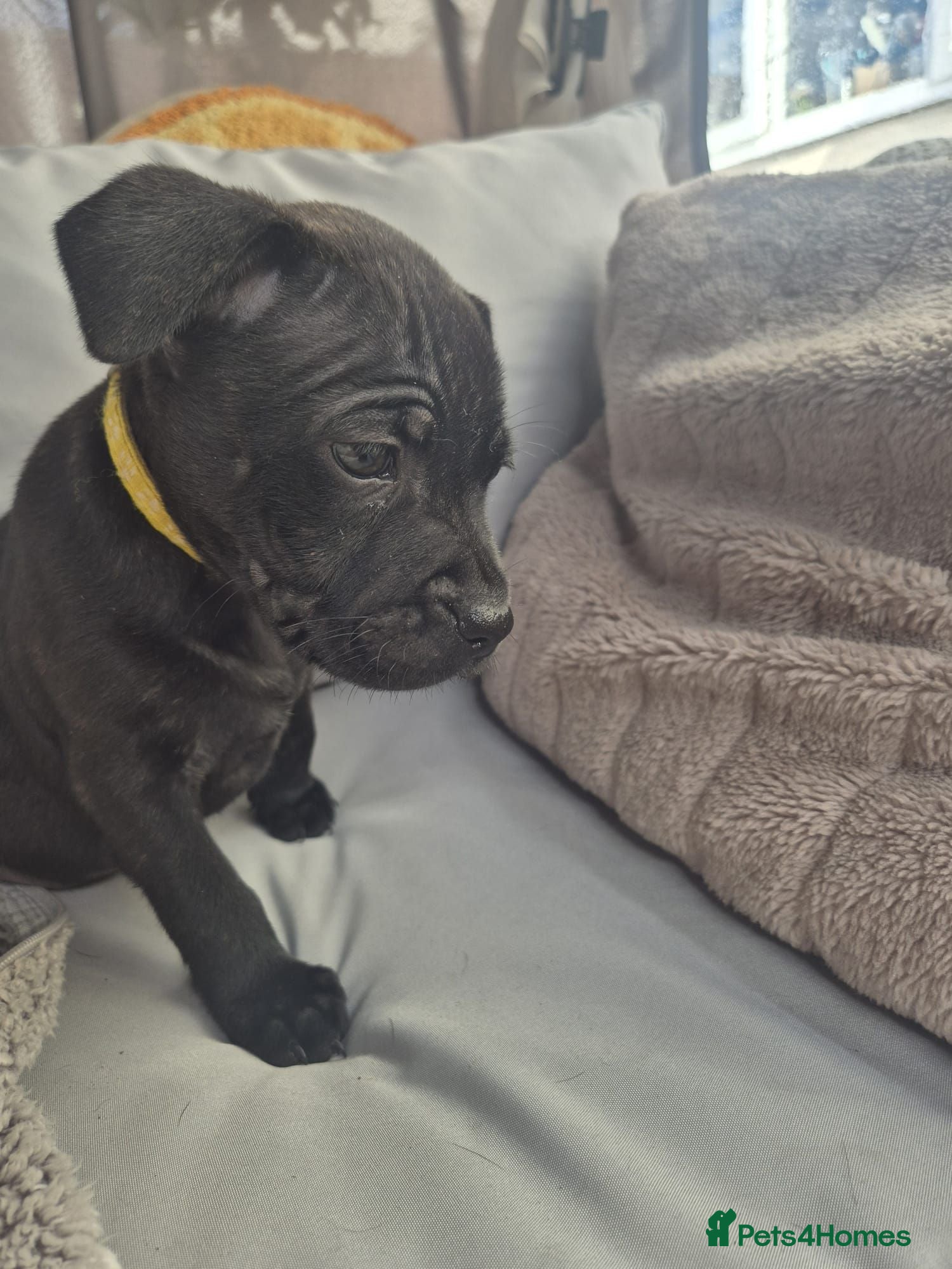 Staffordshire Bull Terrier dogs Adorable puppy looking for new home🥰🥰 - Advert 2