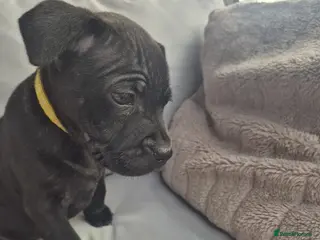 Staffordshire Bull Terrier dogs Adorable puppy looking for new home🥰🥰 - Advert 2