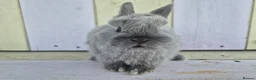 Netherland Dwarf rabbits for sale: 💜 Blue and sable netherland dwarfs babies 💜 - Advert 10