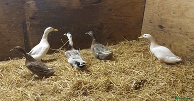 Ducks poultry - Advert 4