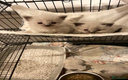 Ragdoll cats for sale: Pure ragdoll kittens  - Advert 5