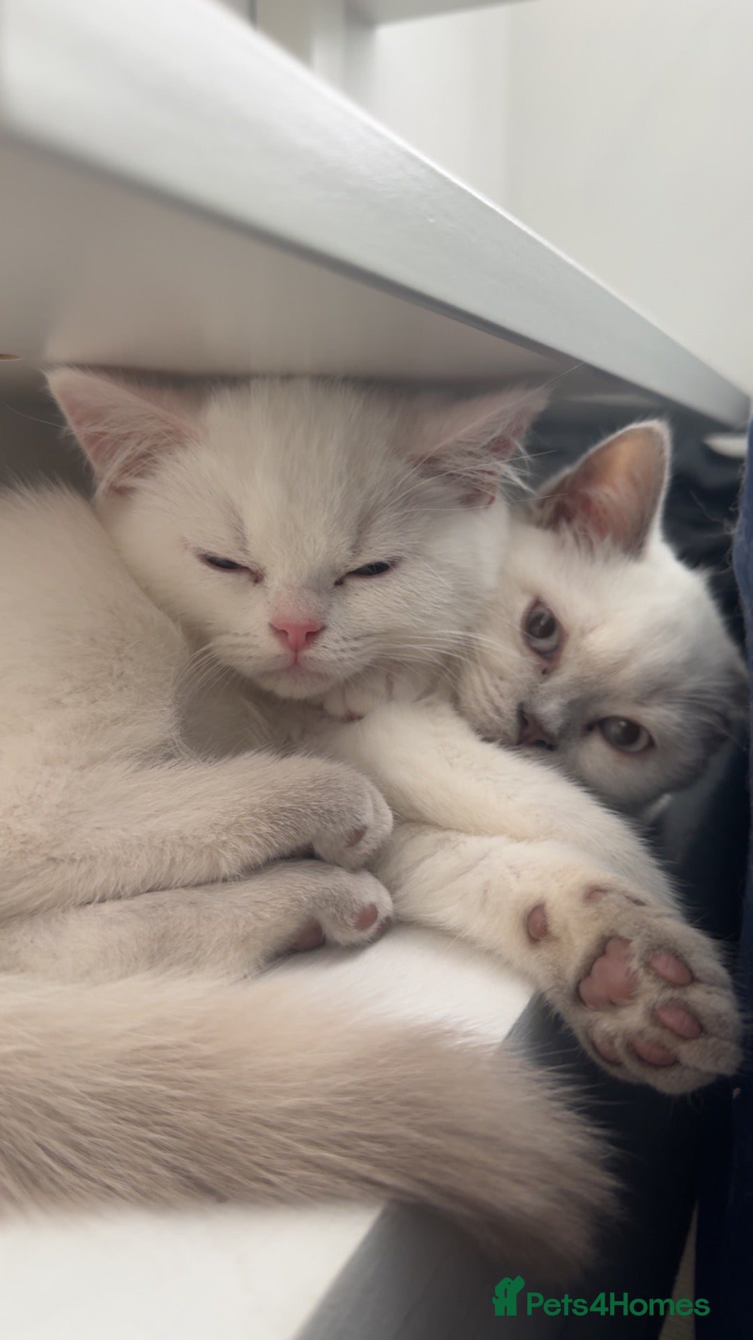 British Shorthair cats for sale: Two British shorthairs  - Advert 1