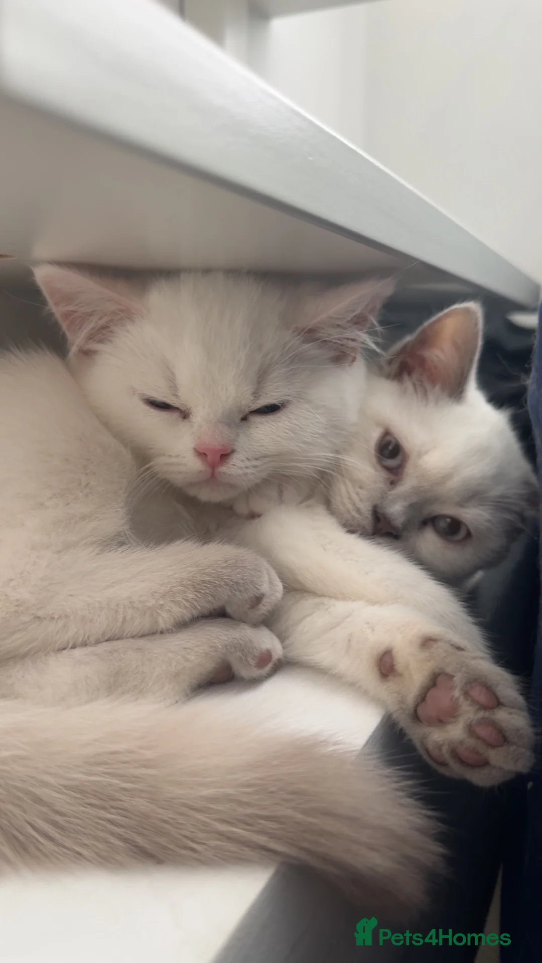 British Shorthair cats for sale: Two British shorthairs  - Advert 1
