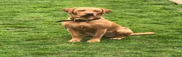 Labrador Retriever dogs for sale: 3 Labrador puppies for sale  - Advert 2