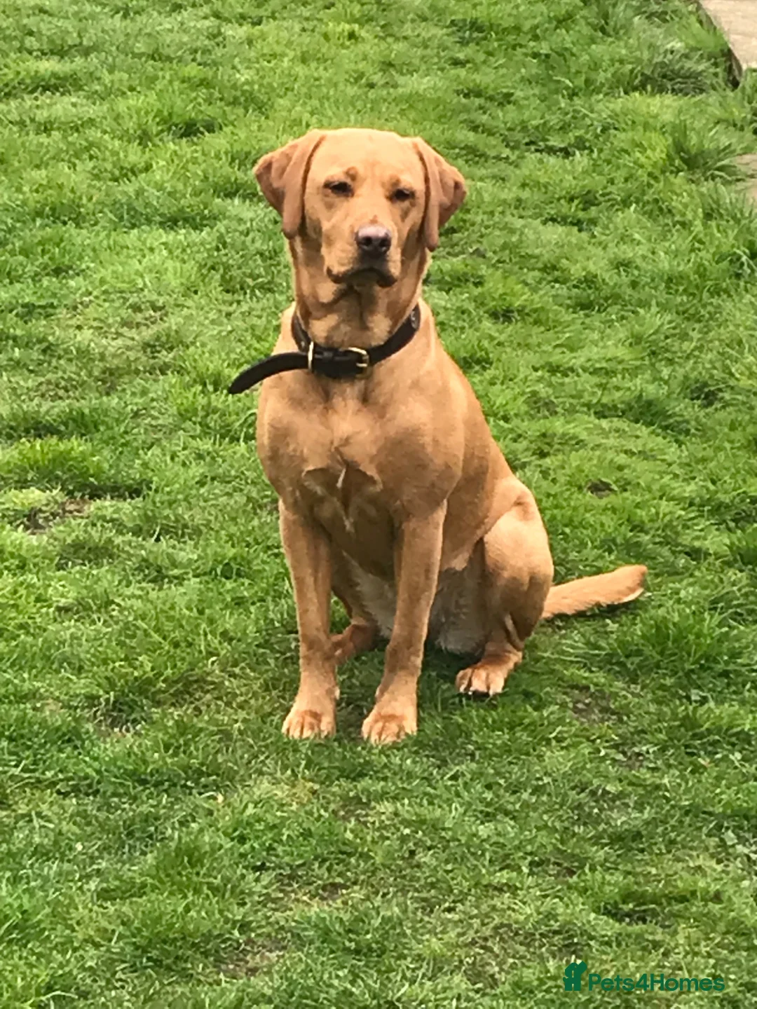 Labrador Retriever dogs for sale: 3 Labrador puppies for sale  - Advert 2