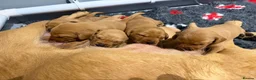 Labrador Retriever dogs for sale: Fox Red Labrador Puppies For Sale - Advert 8