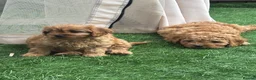 Cavapoo dogs for sale: Stunning deep red cavapoos  - Advert 5