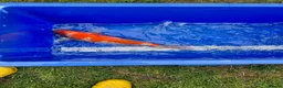 Koi Carp fish for sale: Pond closure - Advert 7