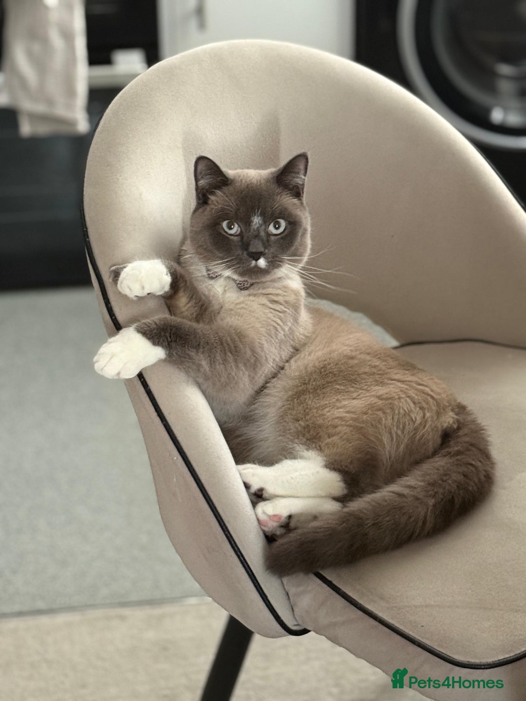 Snowshoe cats for sale: Skye the Snowshoe Cat - Advert 2