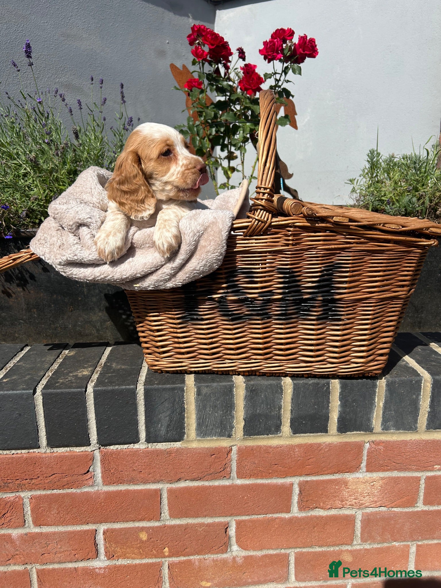 Cocker Spaniel dogs 🩷KC REGISTERD COCKER SPANIEL CHAMPION BLOODLINE🩵 - Advert 1