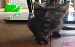 Domestic Shorthair cats for sale: Cute playful family Kittens and mother  - Image 7
