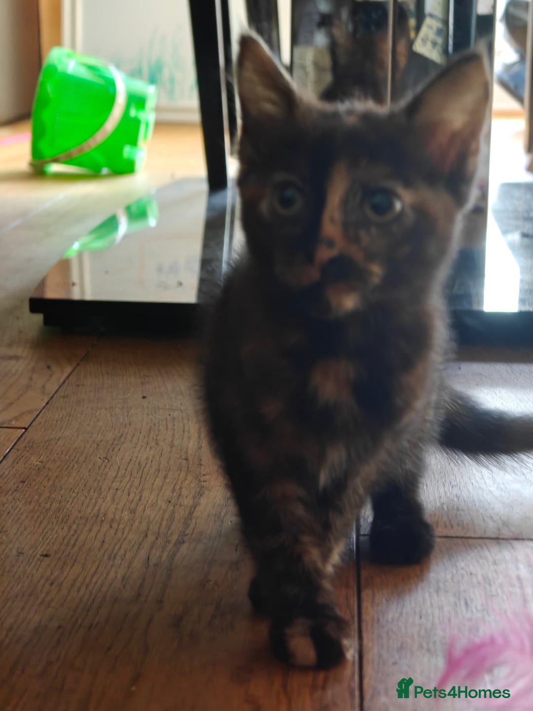 Domestic Shorthair cats for sale: Cute playful family Kittens and mother  - Image 7