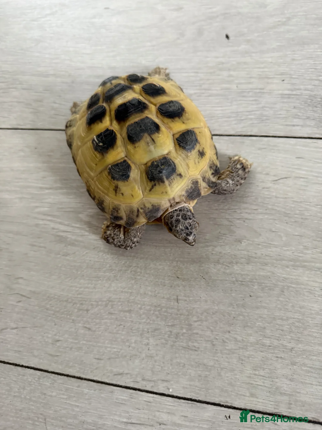 Hermann Tortoise reptiles for sale: Female tortoises  in Saint Austell - Advert 2