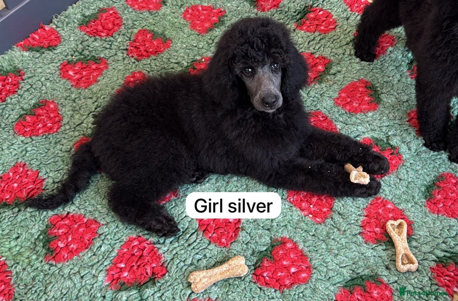 Standard Poodle dogs STANDARD POODLE PUPPIES FULLY TESTED PARENTS  - Advert 5
