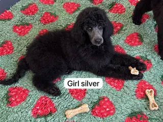Standard Poodle dogs STANDARD POODLE PUPPIES FULLY TESTED PARENTS - Advert 5
