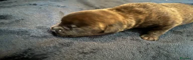 Mixed Breed 5