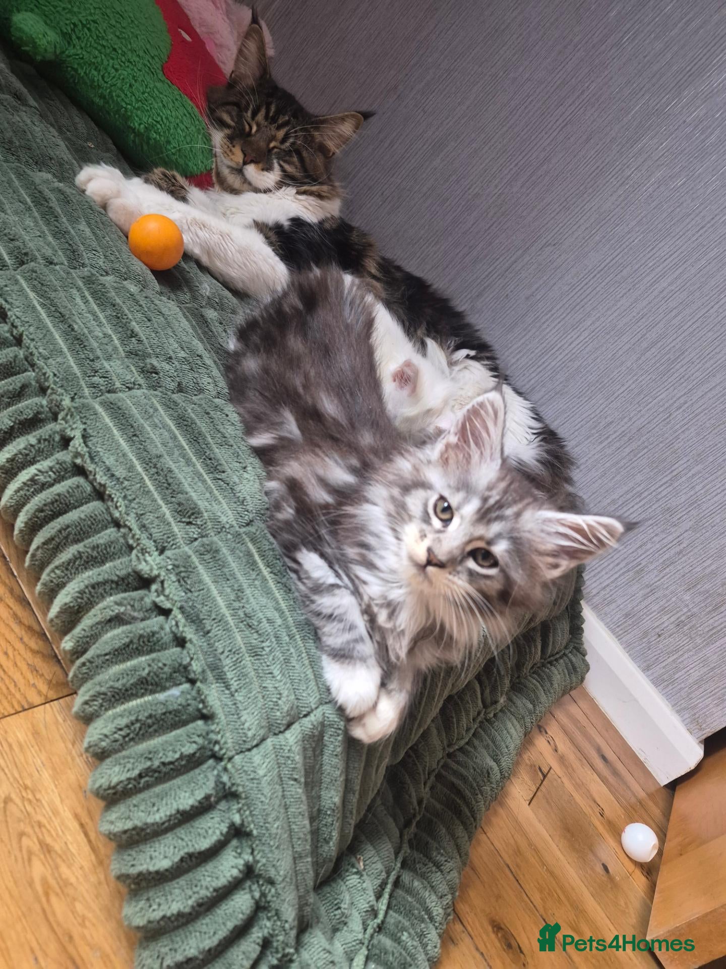 Maine Coon cats Beautiful Maine coon kitten girls  - Advert 1