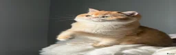British Shorthair cats for sale: "Teddy Bear 🧸 " British Shorthair Golden kittens - Advert 6