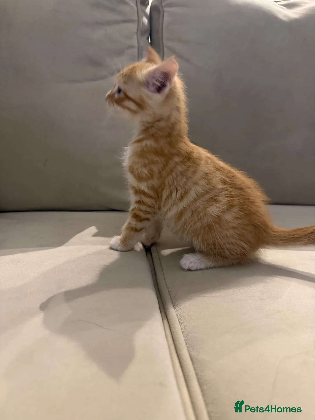 Mixed Breed cats for sale: Ginger male kitten  in Sheerness - Advert 1