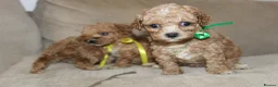Bichon Frise dogs for sale: Poochon F1 puppies from Health Tested parents  - Advert 14