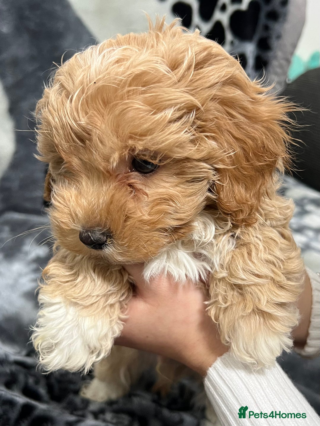 Maltipoo dogs for sale: 🥰Adorable F1 Maltipoo Puppy’s🥰 - Advert 8