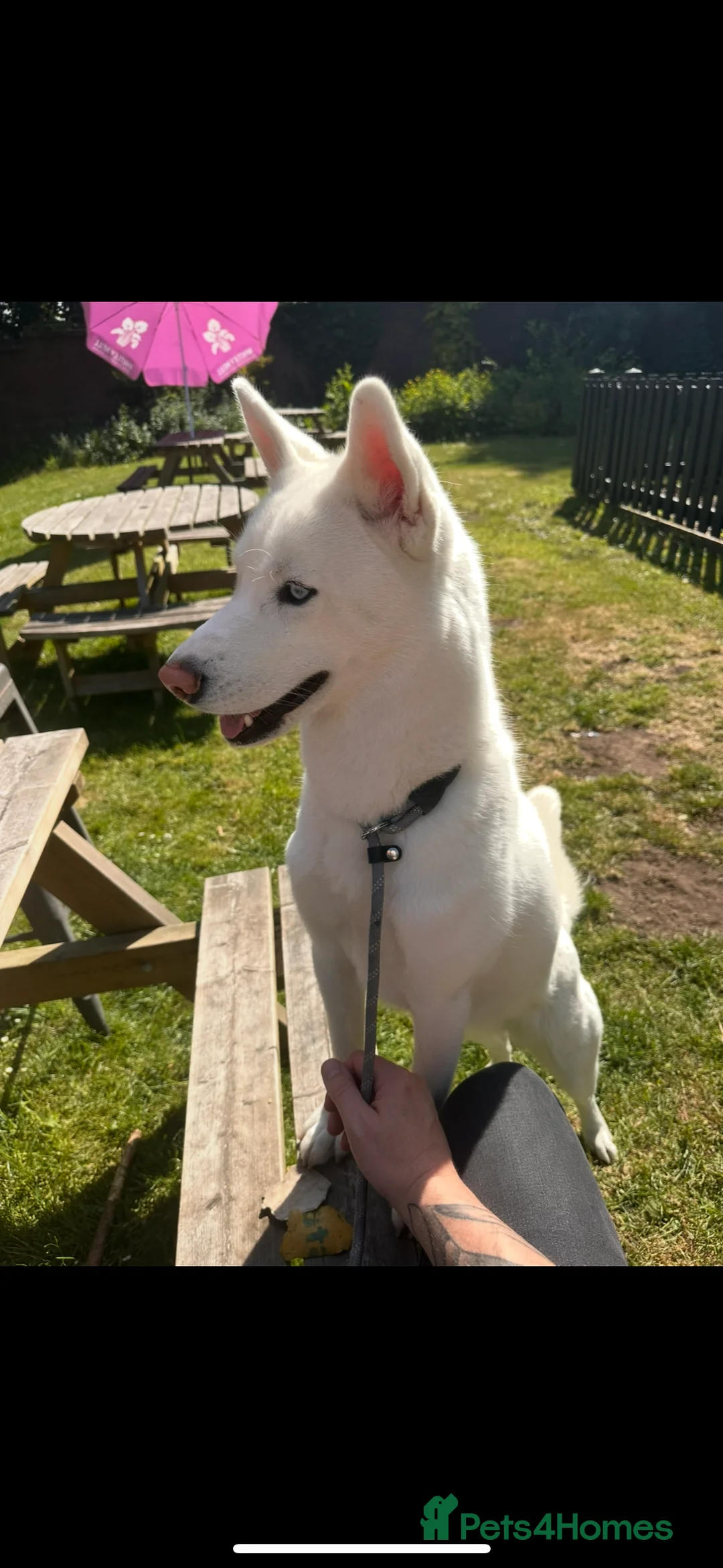 Siberian Husky dogs for sale: KC registered Siberian husky - Advert 4
