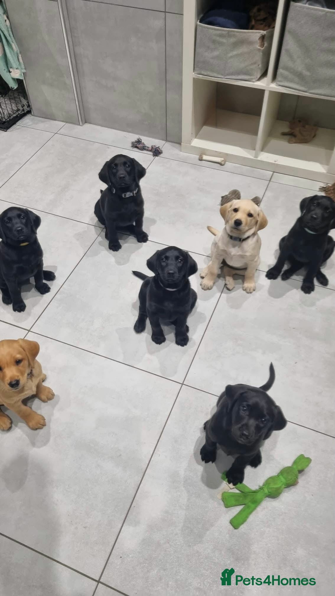 Labrador Retriever dogs Trained Labrador Puppies – Calm, KC Reg UK - Advert 2