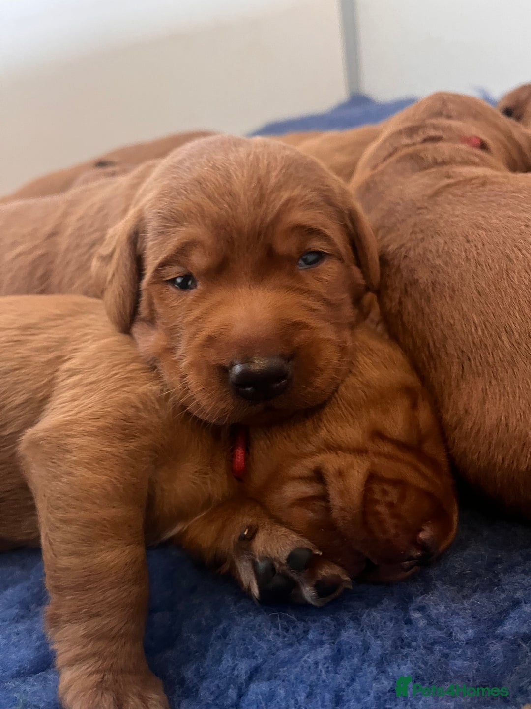 Labrador Retriever dogs for sale: Health tested extremely dark fox red Labradors - Image 1