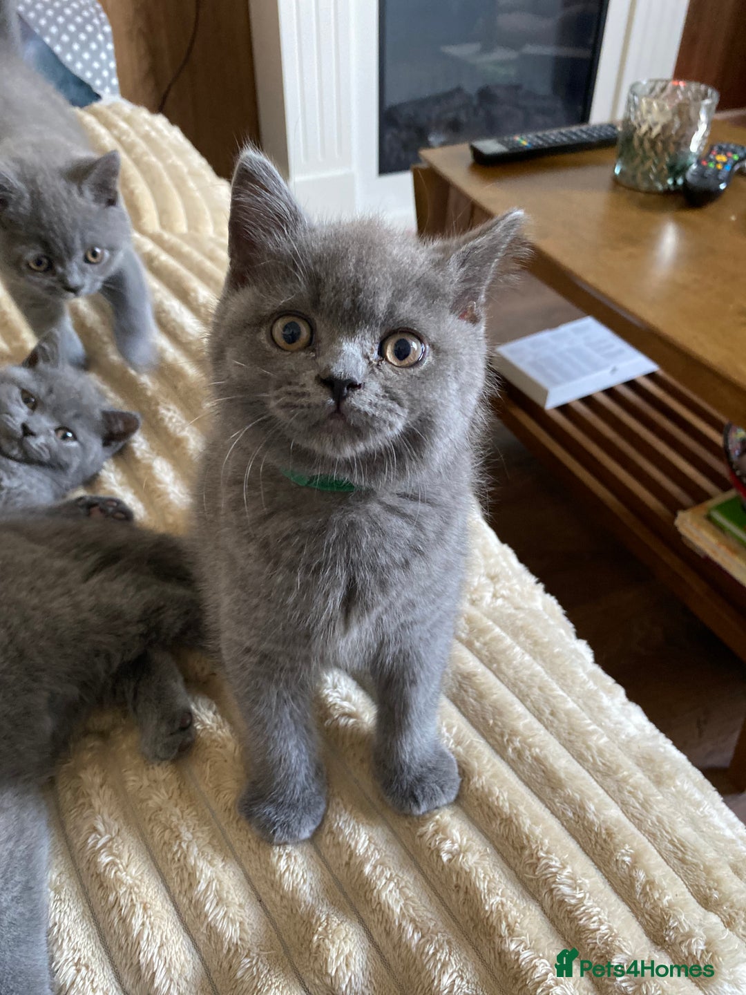 British Shorthair cats for sale: ❤️GCCF❤️ONE GIRL LEFT❤️READY❤️ BRITISH SHORTHAIR❤️ - Image 22