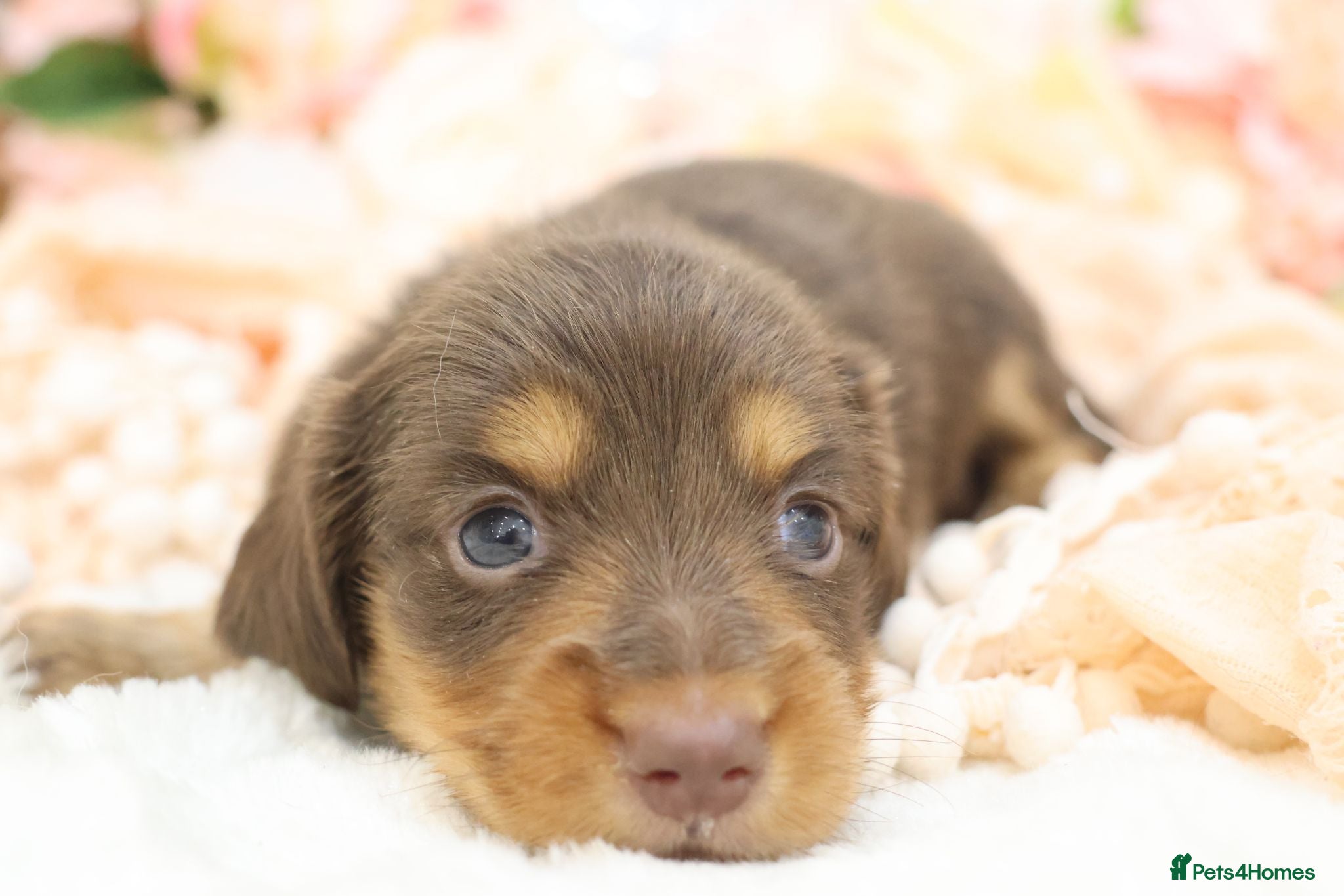 Miniature Dachshund dogs KC Longhair Miniature Dachshunds - Advert 2