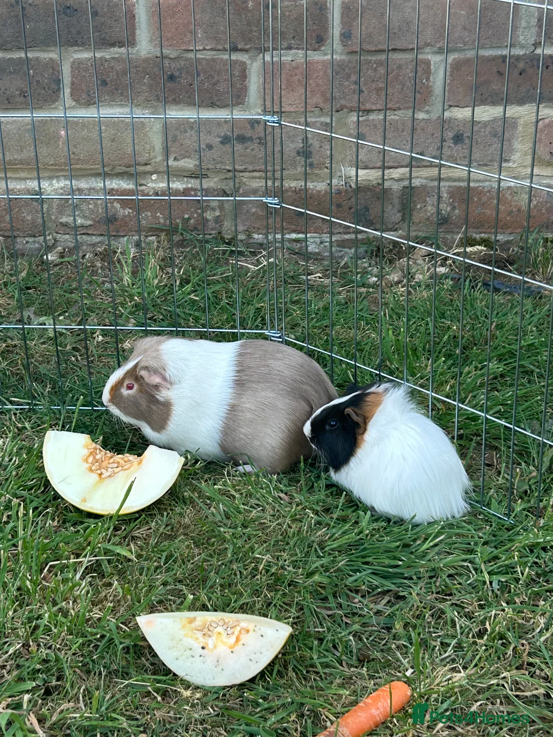 Guinea Pig rodents for sale: Two male guinea pigs - Advert 6